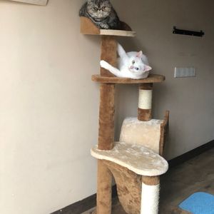 臭脚女混混给我打脚枪的
